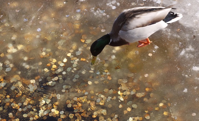 Η καλύτερη συνήγορος