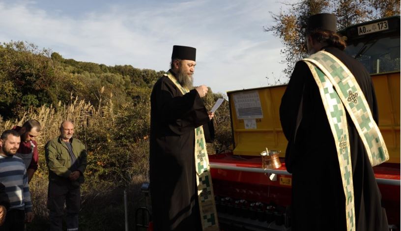 На хиландарској економији поново се узгаја пшеница