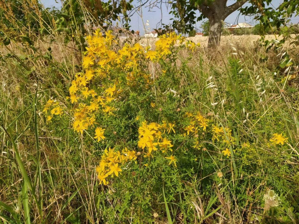 Τρία νέα στοιχεία στο Εθνικό Ευρετήριο Άυλης Πολιτιστικής Κληρονομιάς της Ελλάδας